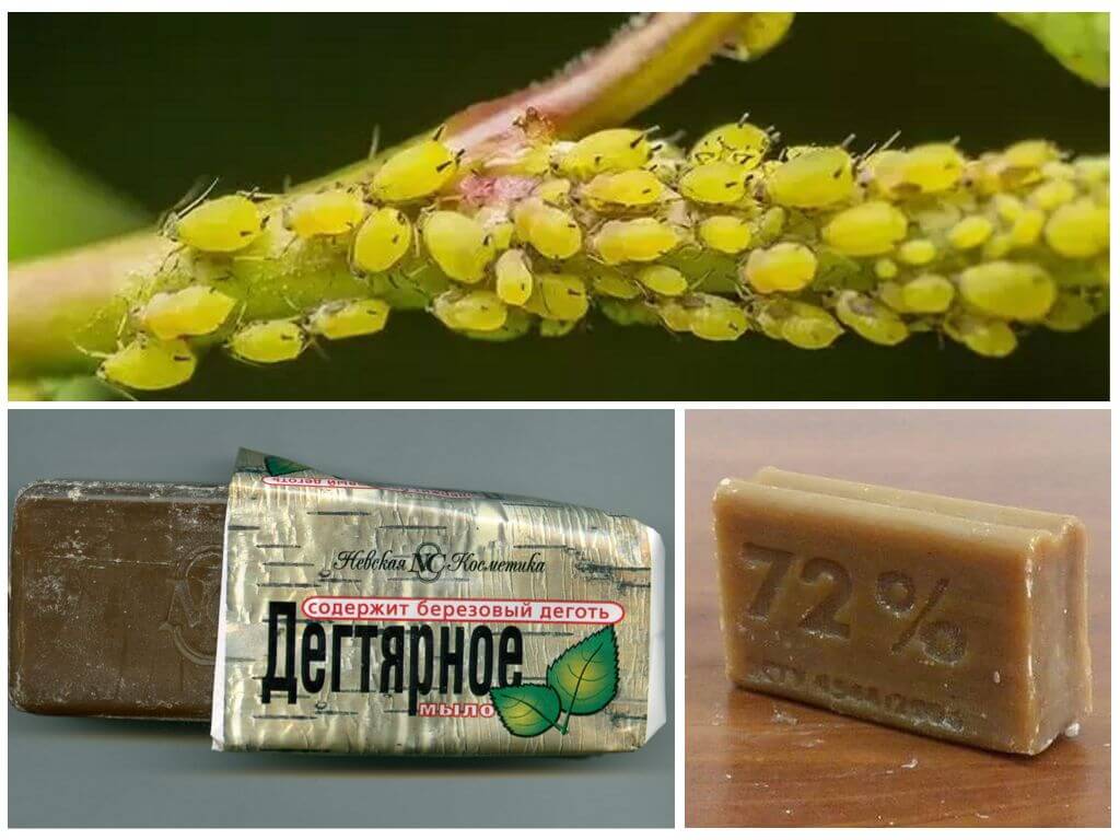 Дегтярное и хозяйственное мыло от тли на растениях