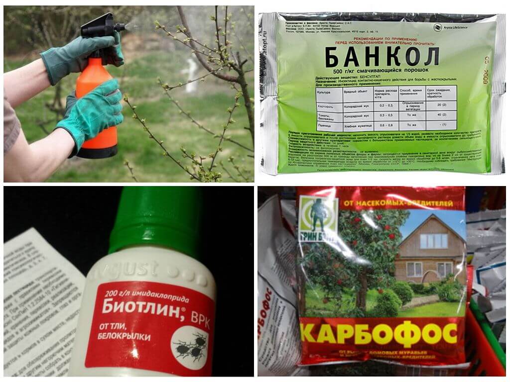 Инсектициды против тли