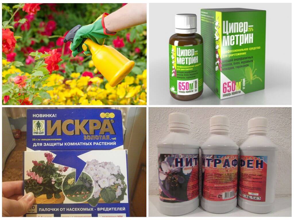 Химические препараты против тли