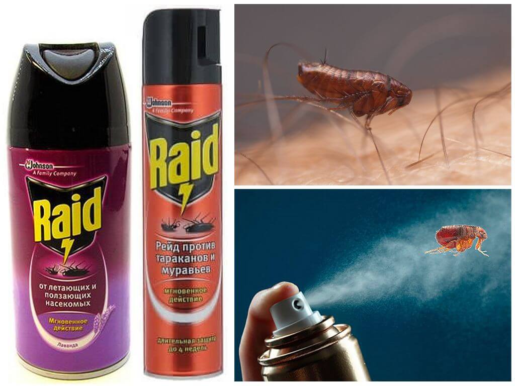 Raid от блох в квартире
