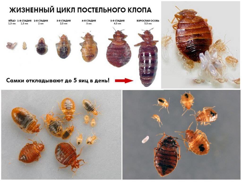 Развитие и размножение клопов