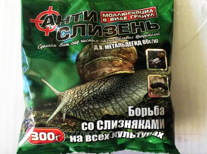 Как избавиться от слизней в доме: 8 средств и методы, которые удивят простотой