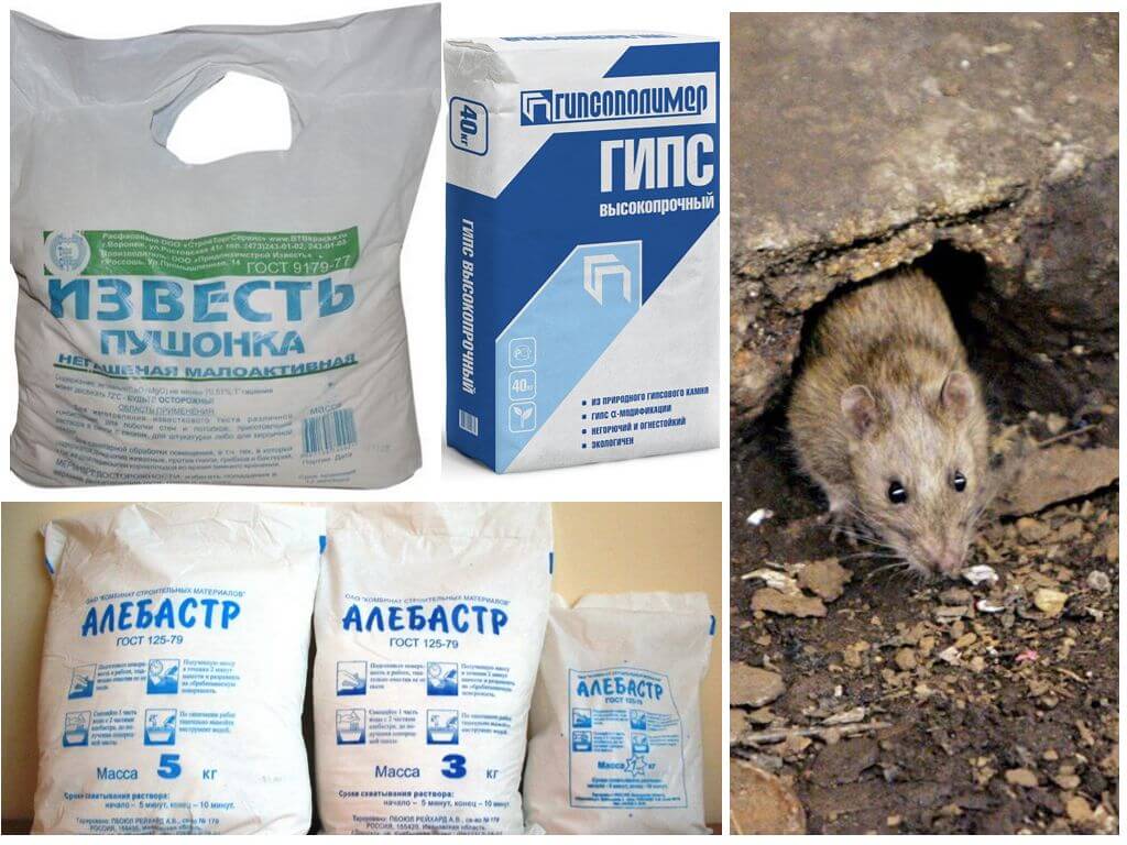 Народные средства для уничтожения грызунов