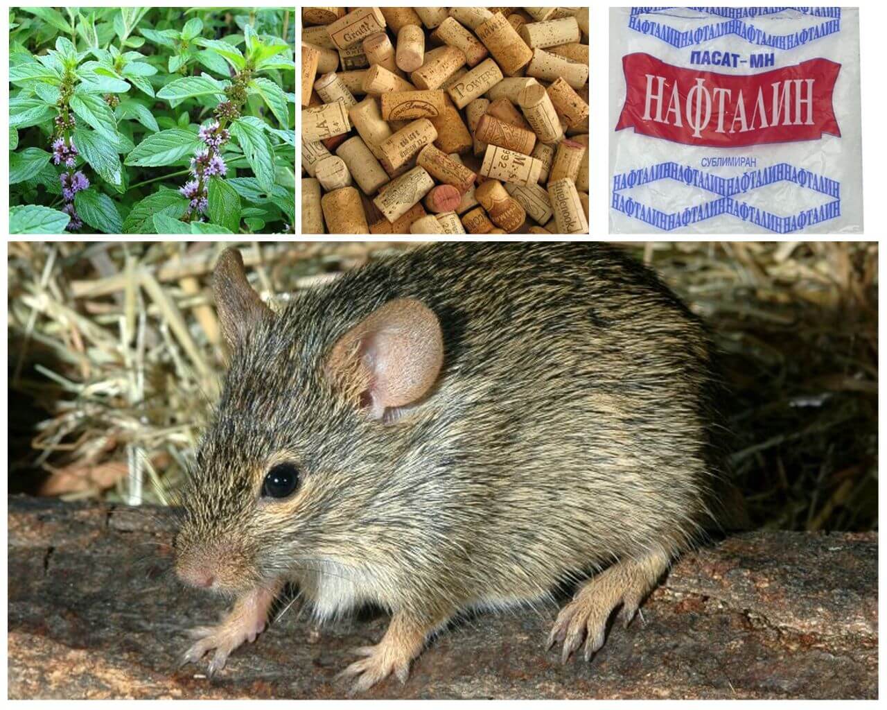 Народные средства от мышей