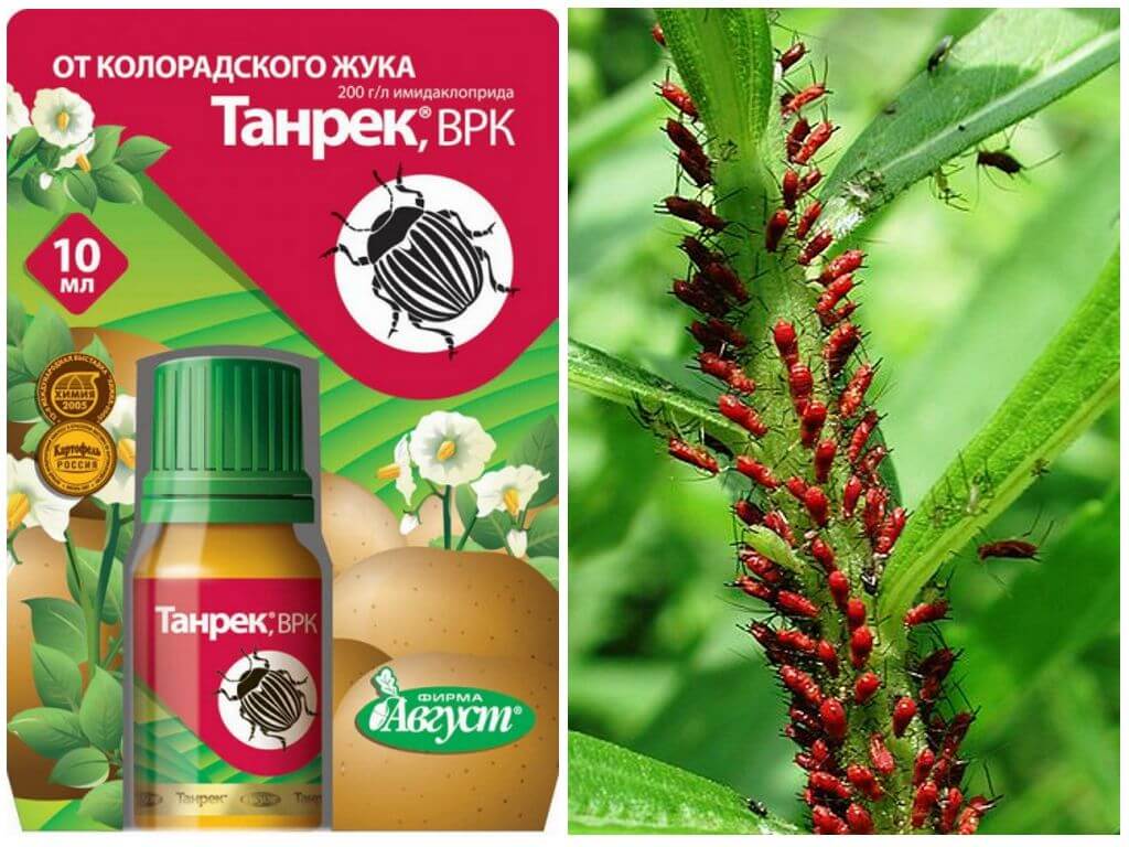 Танрек от тли