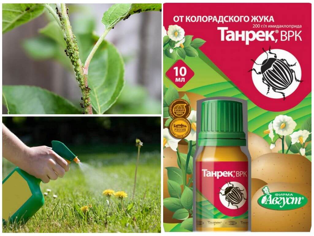 Танрек для борьбы с насекомыми