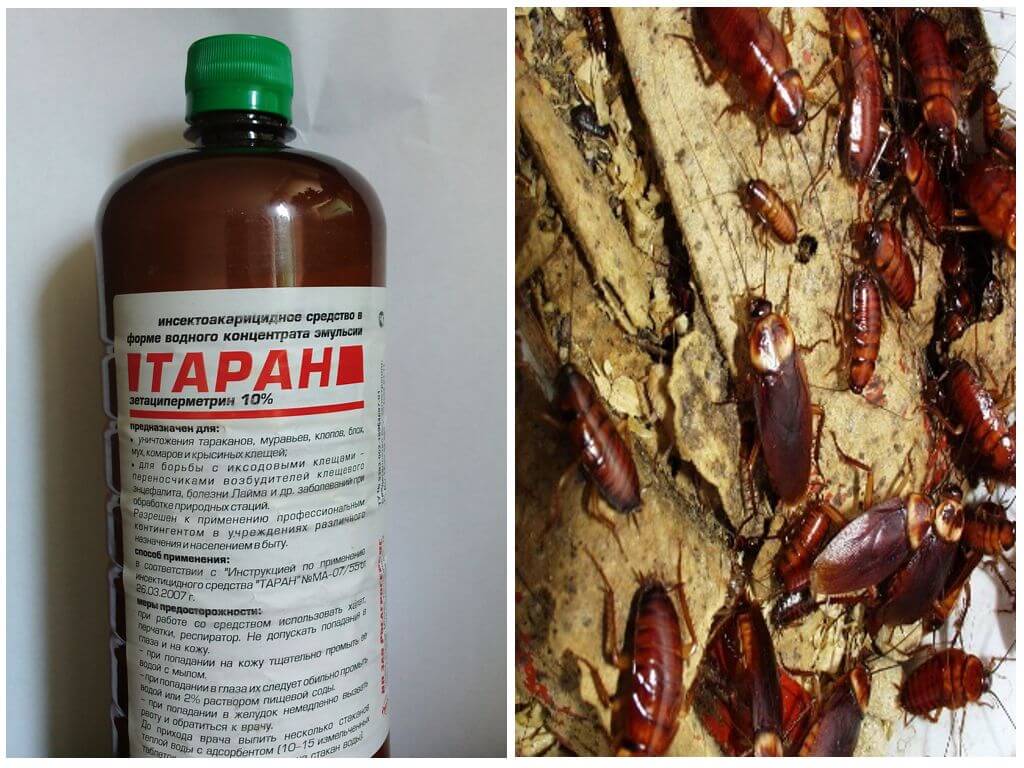 Инсектицидный препарат Таран от тараканов