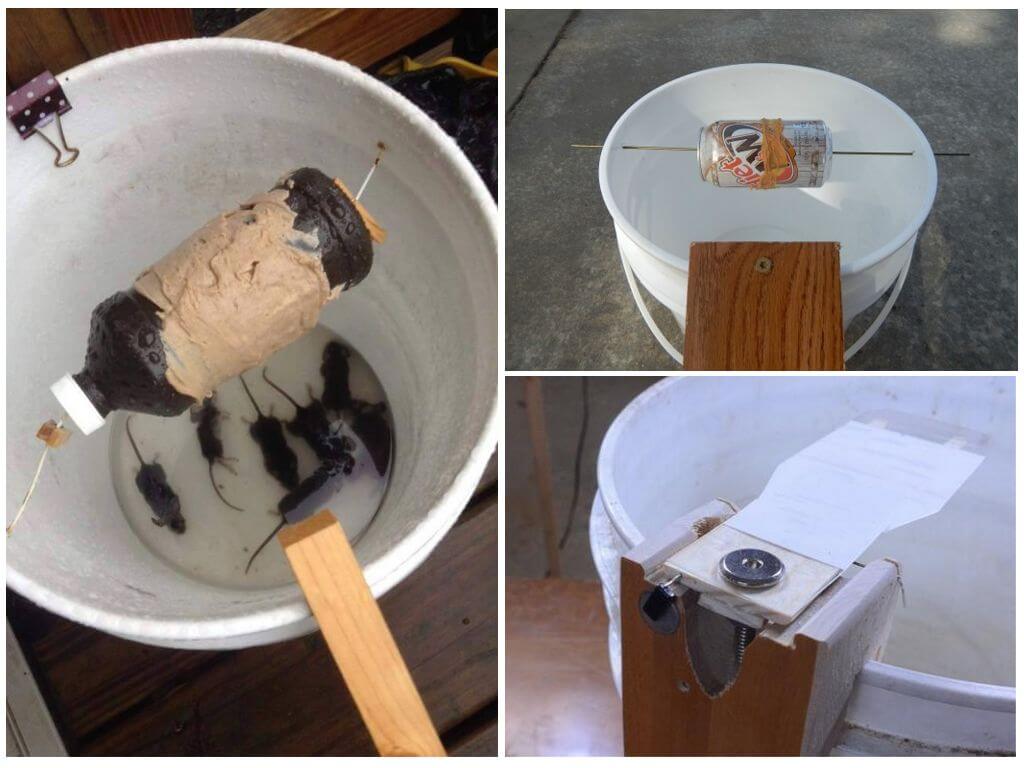 Ловушка для мышей из ведра с водой