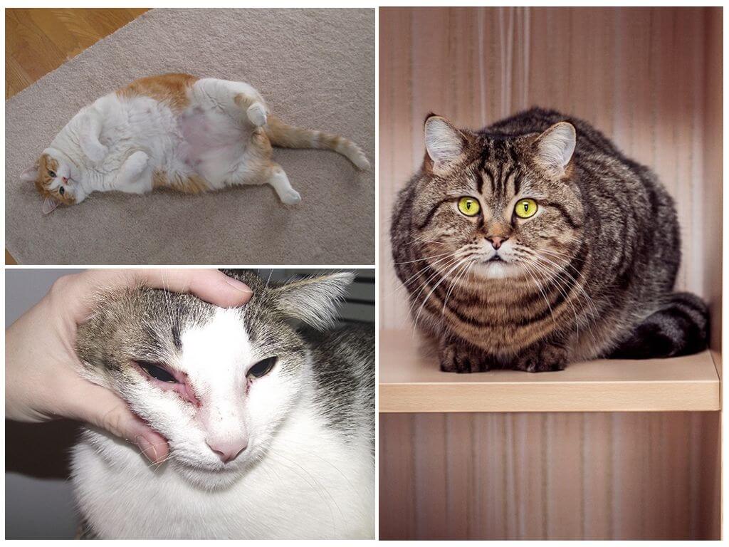 Причины зуда у кошки